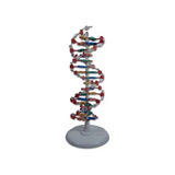 MolecModels3D - DNA Molecular Model 22 Layer Set - Modern Teaching Aids NZ