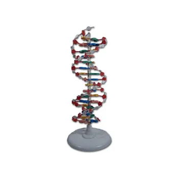 MolecModels3D - DNA Molecular Model 22 Layer Set - Modern Teaching Aids NZ