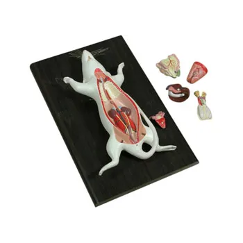 Dissectible Rat Model - Modern Teaching Aids NZ