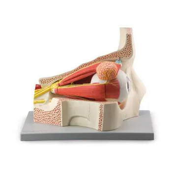Model - Eye in Orbit - 11 Parts - Modern Teaching Aids NZ