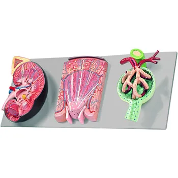 Model - Kidney Section - Nephron Renal Corpuscle - Modern Teaching Aids NZ