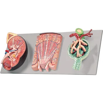 Model - Kidney Section - Nephron Renal Corpuscle - Modern Teaching Aids NZ