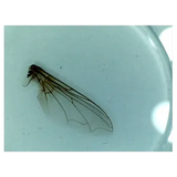 Slide Set - Beginners - Set of 12 - Modern Teaching Aids NZ