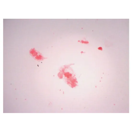 Slide Set - Biology General - Set of 25 - Modern Teaching Aids NZ