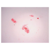 Slide Set - Biology General - Set of 25 - Modern Teaching Aids NZ