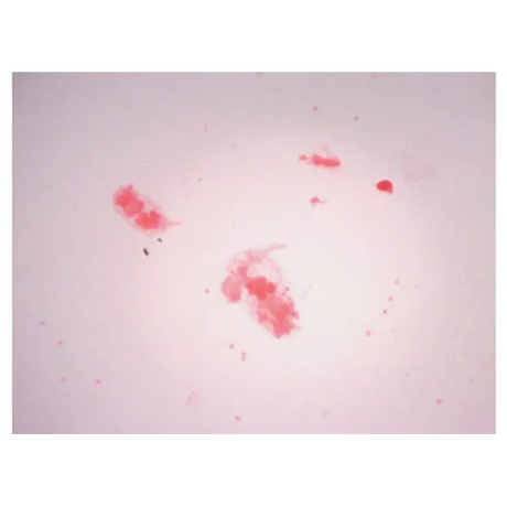 Slide Set - Biology General - Set of 25 - Modern Teaching Aids NZ