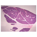 Slide Set - Biology General - Set of 25 - Modern Teaching Aids NZ