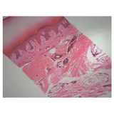 Slide Set - Biology General - Set of 25 - Modern Teaching Aids NZ