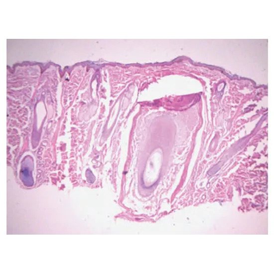 Slide Set - Biology General - Set of 25 - Modern Teaching Aids NZ