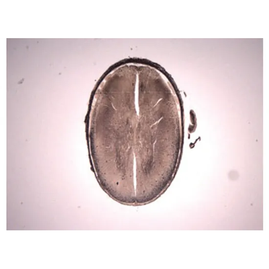 Slide Set - Biology General - Set of 25 - Modern Teaching Aids NZ