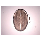 Slide Set - Biology General - Set of 25 - Modern Teaching Aids NZ