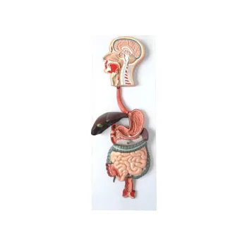 Model - Digestive System Human - Modern Teaching Aids NZ