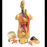 Model - Torso - Genderless - 52cm - 12 Parts - Modern Teaching Aids NZ