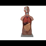 Model - Torso - Genderless - 52cm - 12 Parts - Modern Teaching Aids NZ