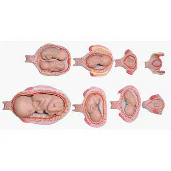 Model - Fetal Development - Human - Set of 8 - Modern Teaching Aids NZ