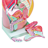 Model - Pelvis - Male - Urinary & Reproductive - Modern Teaching Aids NZ