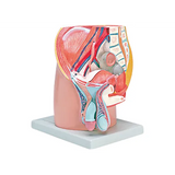 Model - Pelvis - Male - Urinary & Reproductive - Modern Teaching Aids NZ