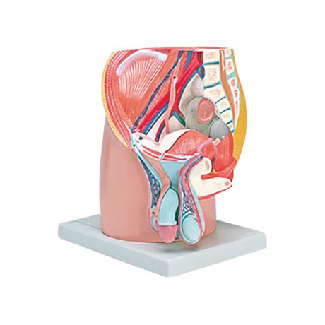 Model - Pelvis - Male - Urinary & Reproductive - Modern Teaching Aids NZ