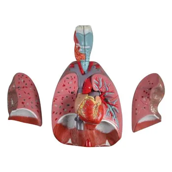 Model - Respiratory System - Lung & Larynx - Modern Teaching Aids NZ