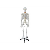 Model - Skeleton Human Articulated - Natural Size - Modern Teaching Aids NZ