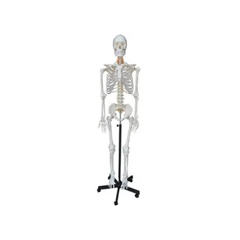 Model - Skeleton Human Articulated - Natural Size - Modern Teaching Aids NZ