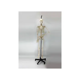 Model - Skeleton Human Articulated - Natural Size - Modern Teaching Aids NZ