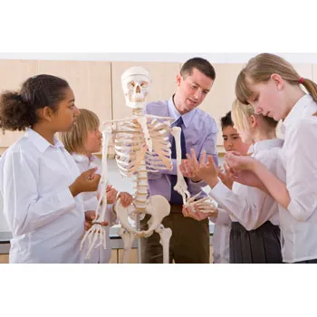 Model - Skeleton Human Articulated - Natural Size - Modern Teaching Aids NZ