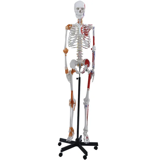 Skeleton with Bones, Muscles and Ligaments - 168 cm - Modern Teaching Aids NZ