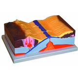 Model - Tectonic Plate - Modern Teaching Aids NZ