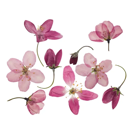 Flower Press - Modern Teaching Aids NZ