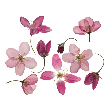 Flower Press - Modern Teaching Aids NZ