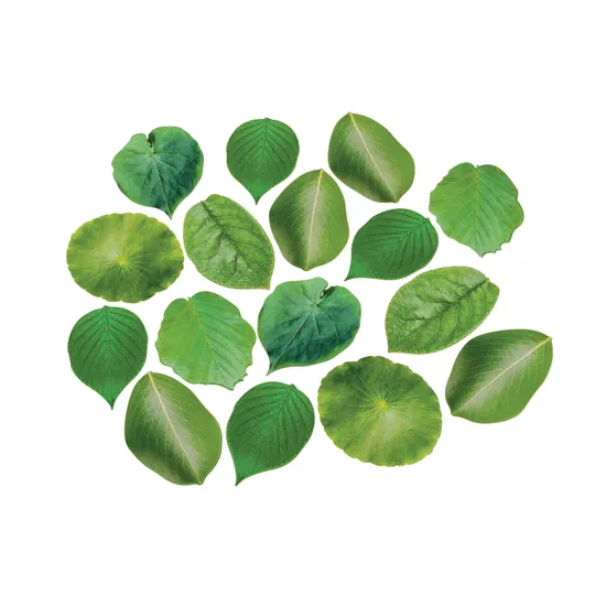 Leaf Floor Mats - 16 pieces - Modern Teaching Aids NZ
