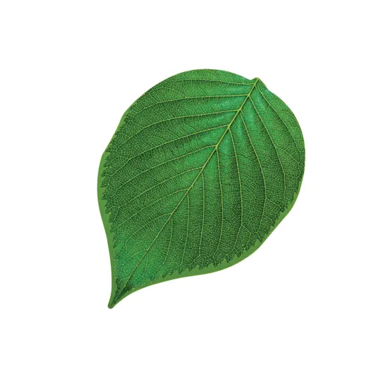 Leaf Floor Mats - 16 pieces - Modern Teaching Aids NZ