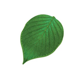 Leaf Floor Mats - 16 pieces - Modern Teaching Aids NZ