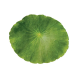 Leaf Floor Mats - 16 pieces - Modern Teaching Aids NZ