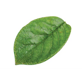 Leaf Floor Mats - 16 pieces - Modern Teaching Aids NZ