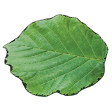 Extra Large Leaf Floor Mat - 150cm - Modern Teaching Aids NZ