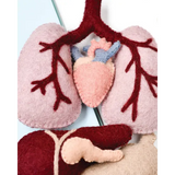 Felt Anatomy Set