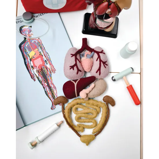 Felt Anatomy Set