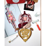 Felt Anatomy Set