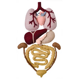 Felt Anatomy Set