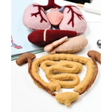 Felt Anatomy Set