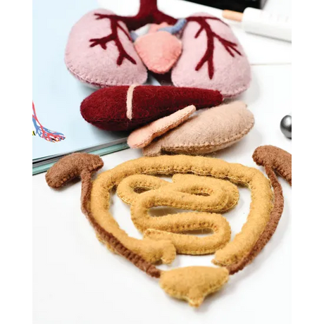 Felt Anatomy Set