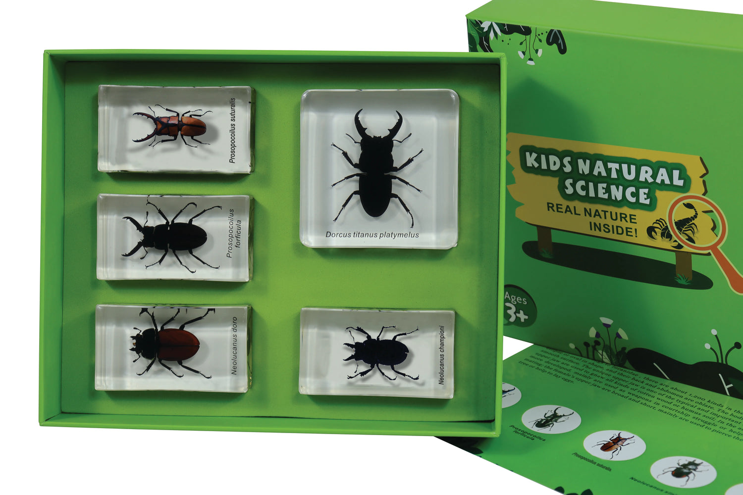 Stag Beetles - Modern Teaching Aids NZ