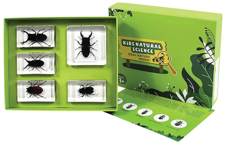 Stag Beetles - Modern Teaching Aids NZ