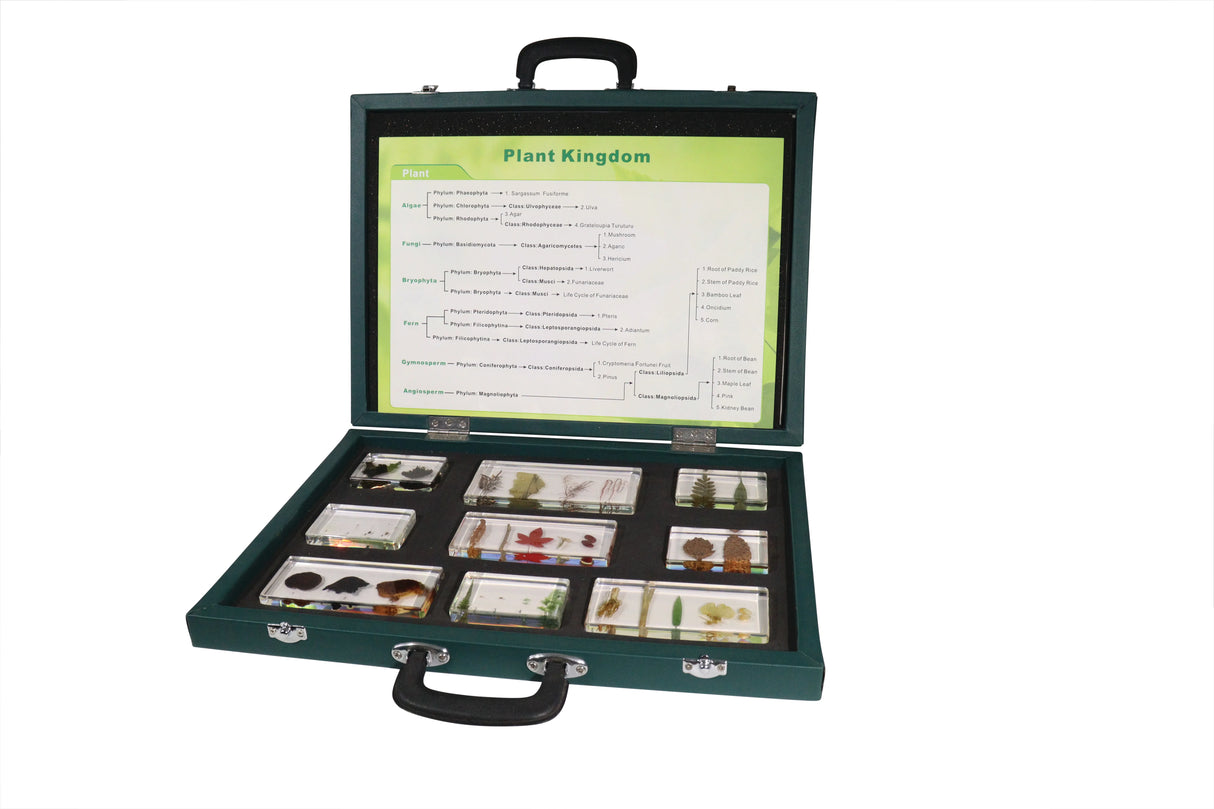 Plant Kingdom - Modern Teaching Aids NZ