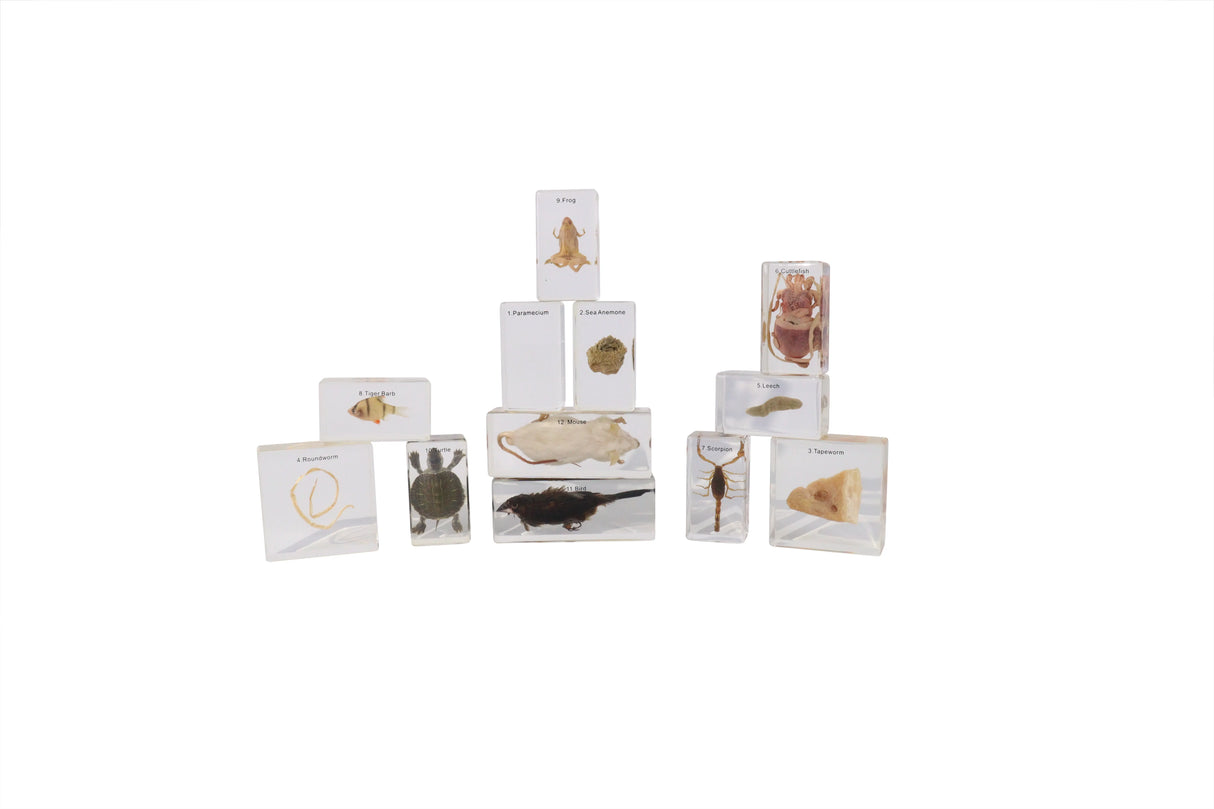 Animal Evolution Set - Modern Teaching Aids NZ