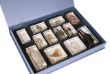 Animal Evolution Set - Modern Teaching Aids NZ