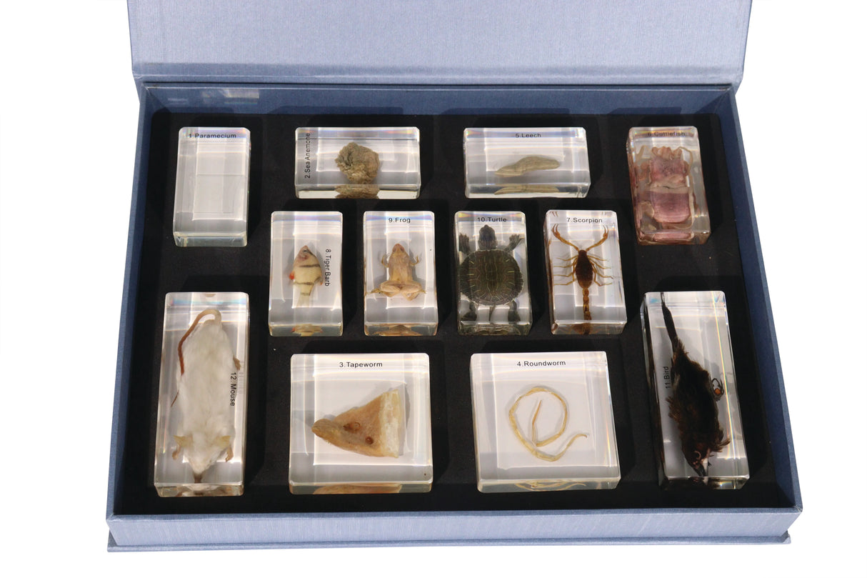 Animal Evolution Set - Modern Teaching Aids NZ