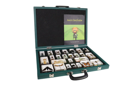 Insect Classification Set - Modern Teaching Aids NZ